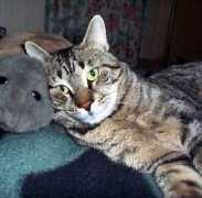 Cleofe