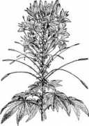 etc.usf.edu Cleome