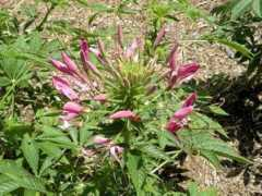 botanic.jp Cleome