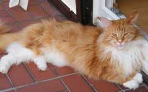 ofprettycats.de Clerens