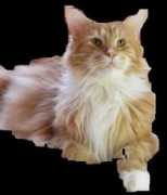 ofprettycats.de Clerens