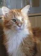 ofprettycats.de Clerens
