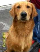adoptamascota.com Cliford