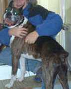 boxerangelsrescue.com Cliinton