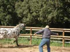 caballosyliderazgo.com Clike