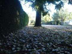Clima