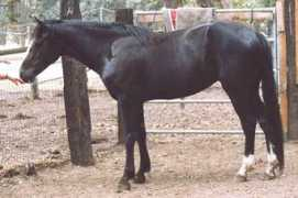 Clina