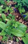 rook.org Clintonia