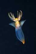 scitechdaily.com Clione