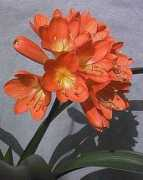 Clivia