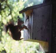esapubs.org Clobert