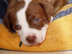 Clode