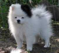Cloe