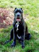 gotpetsonline.com Clontz