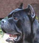 Cloto