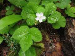 Cloudberry