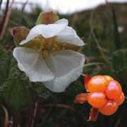 Cloudberry