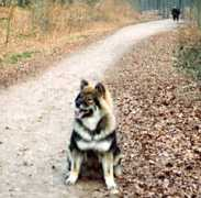 athos-eurasier.dk Cloun