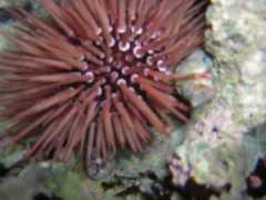 divephotoguide.com Cloun