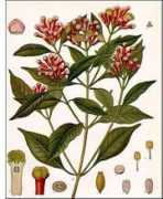 Clove