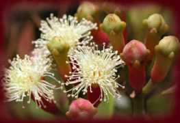 Cloves