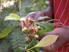 Cloves