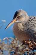birdphotography.com Clra