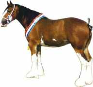 Clydesdale