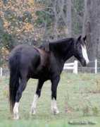 Clydesdale