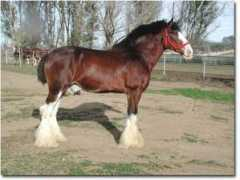 Clydesdale