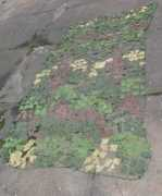 tridentarms.com Cmont