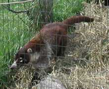 Coati