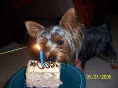 dogster.com Cobee