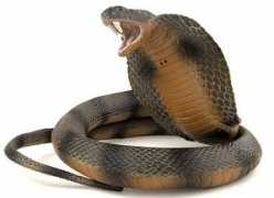 Cobra