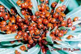 Coccinel