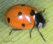 Coccinella