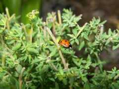 Coccinelle