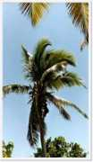 Cocco