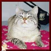 Coccolo