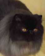 Coccolo