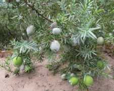 Coccolone