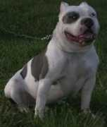 blackacrebulls.com Cochino