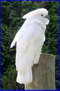 aviancompanions.com Cockatoo