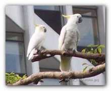 birds123.com Cockatoo