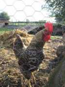 Cockerel