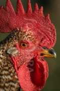 Cockerel