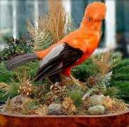 taxidermy4cash.com Cocko