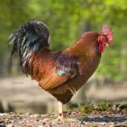zoonar.com Cocks