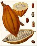 Cocoa