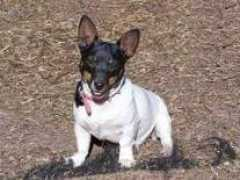 mccartysratterriers.com Cocobongo